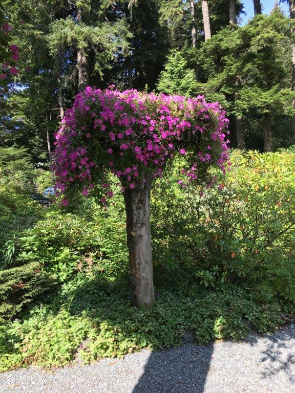 Alaska Cruise & Land gallery image 2