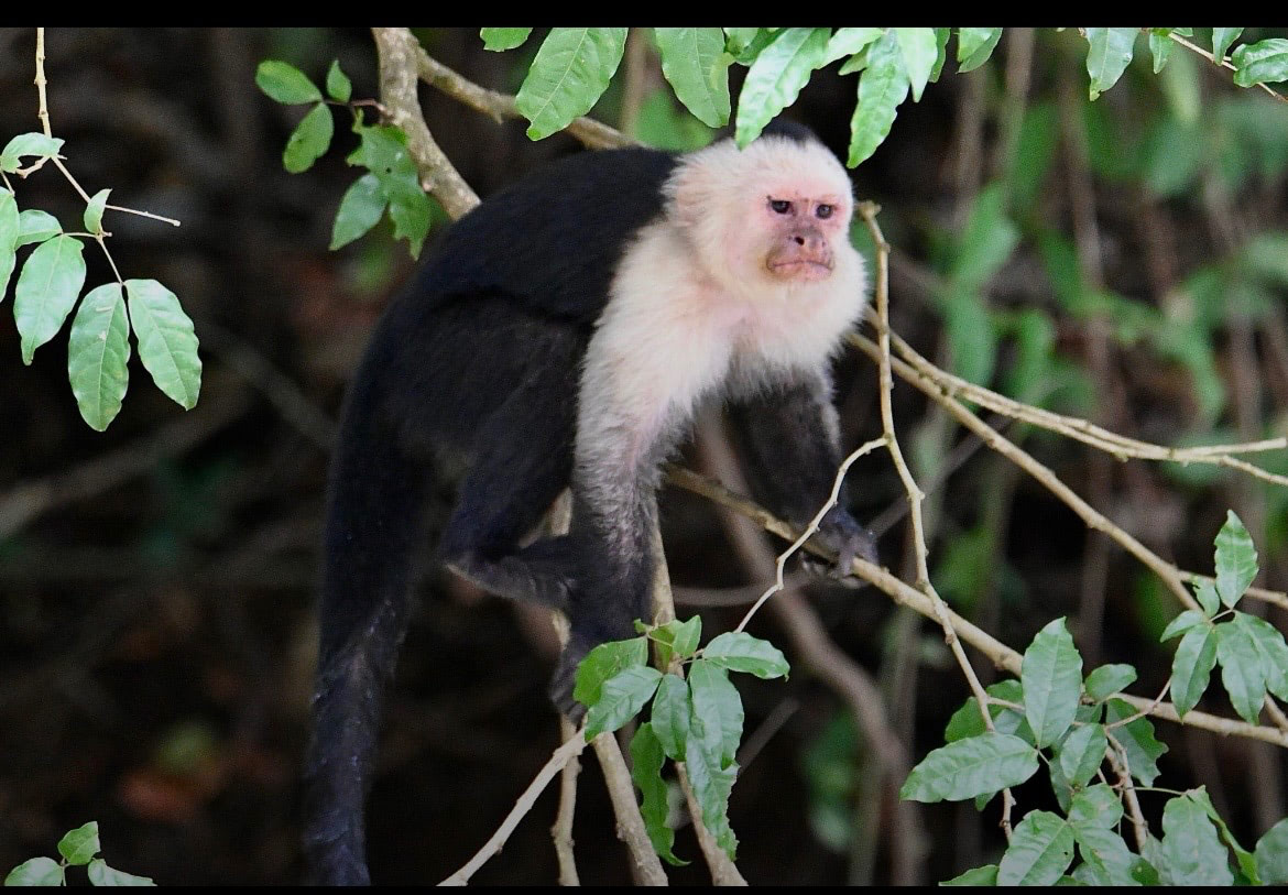 Costa Rica gallery image 10