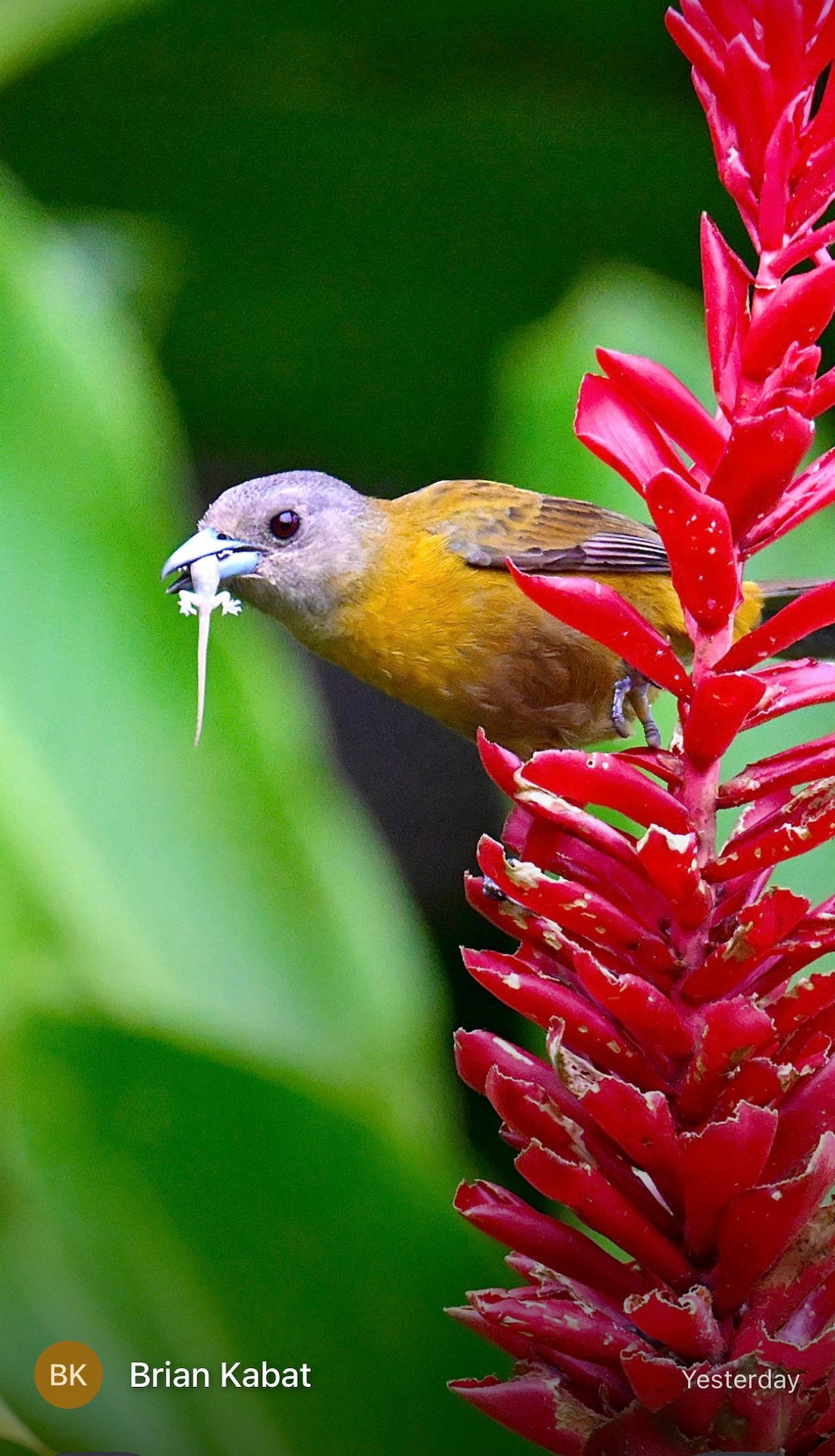 Costa Rica gallery image 12