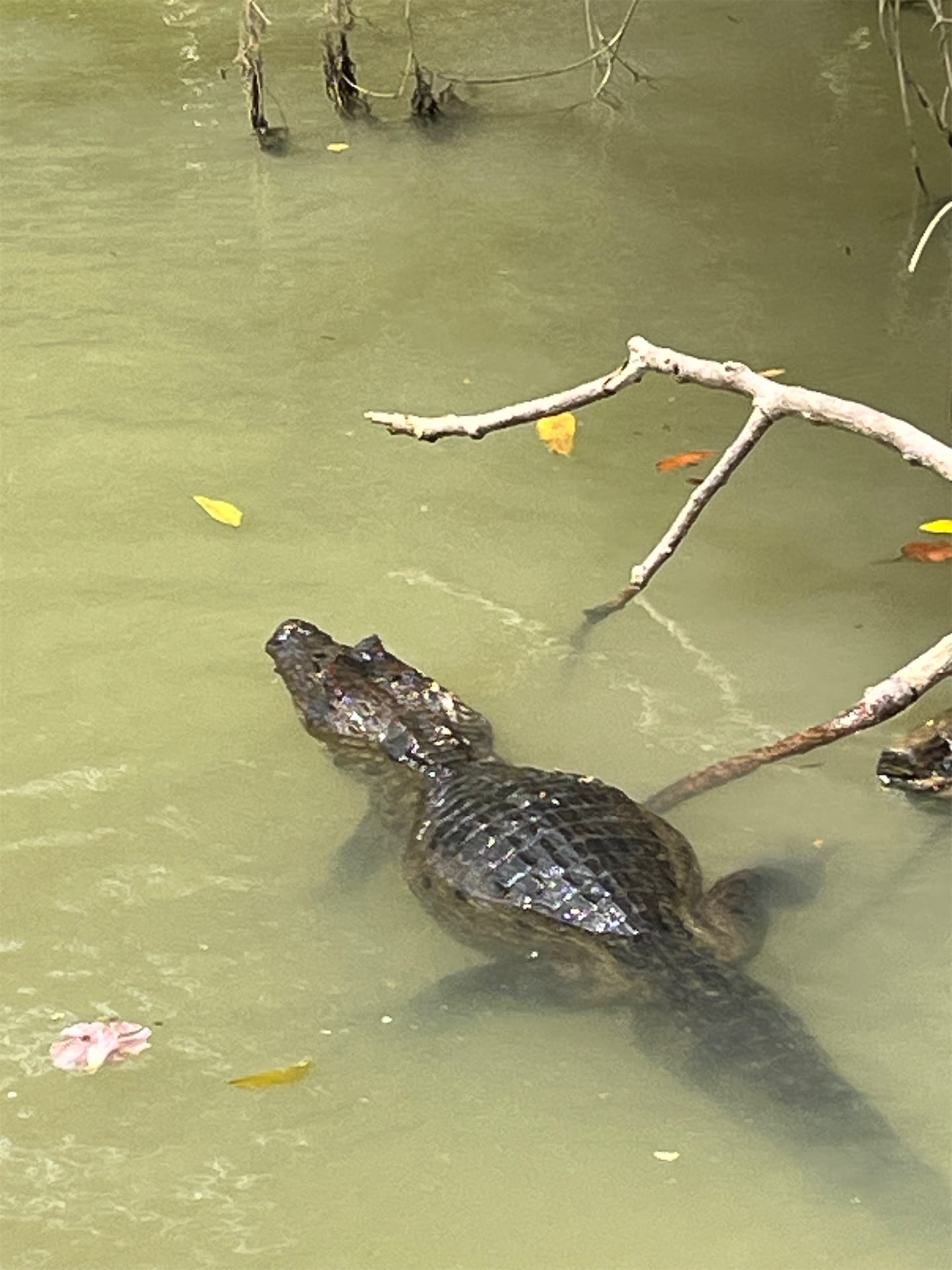 Costa Rica gallery image 17
