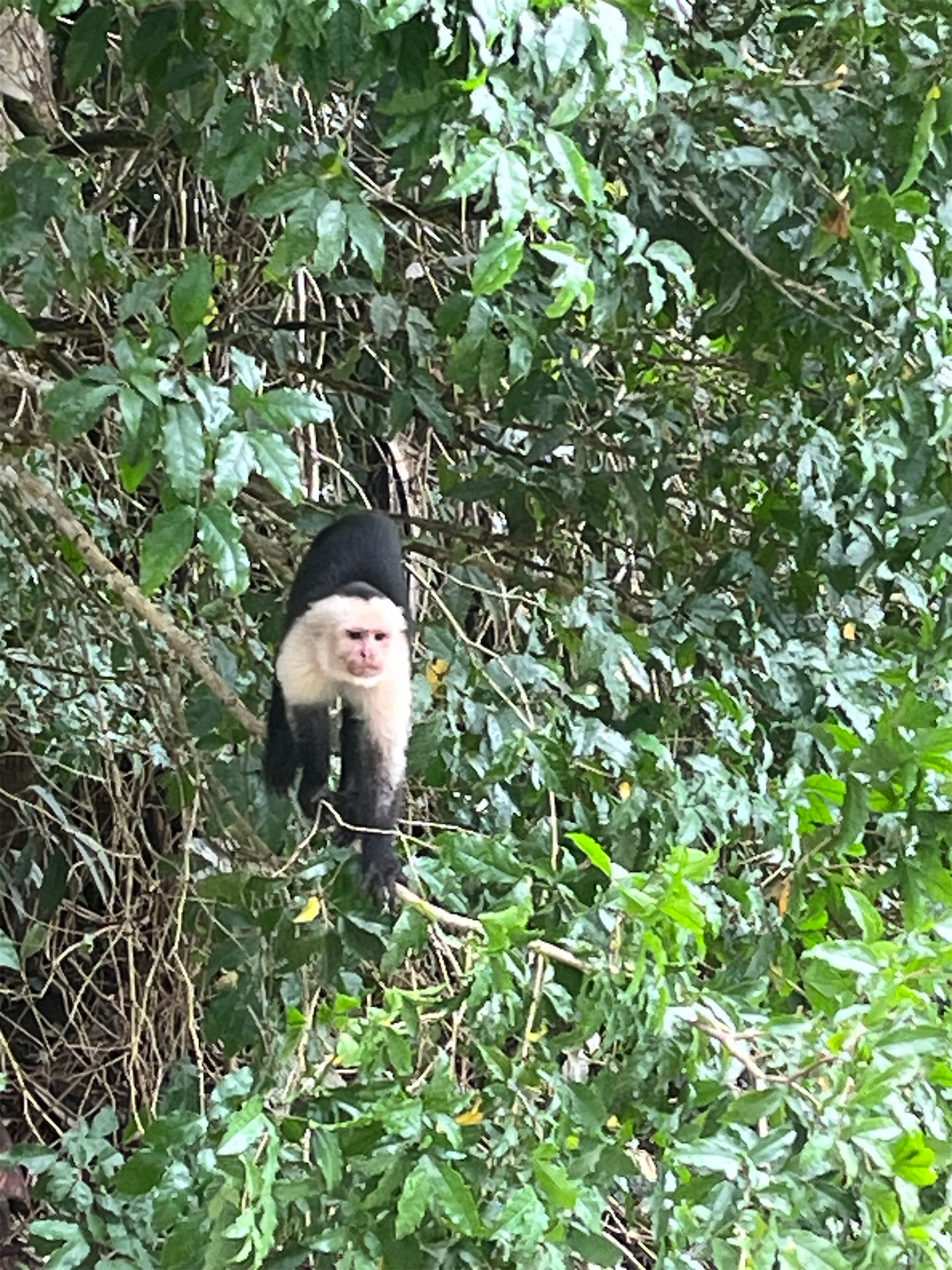 Costa Rica gallery image 20