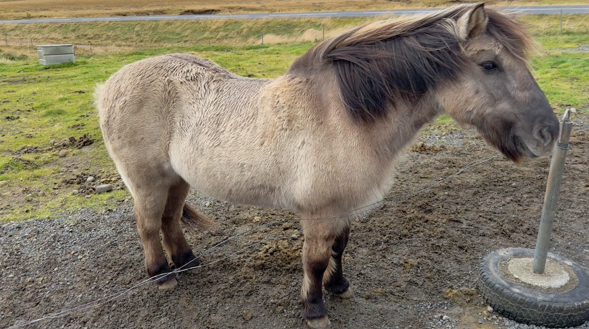 Iceland gallery image 19
